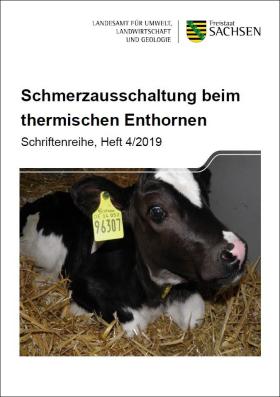 Schmerzausschaltung beim thermischen Enthornen
